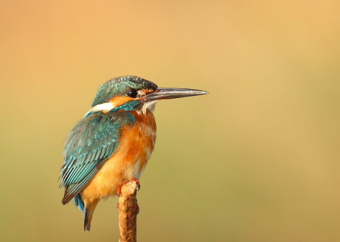 Kempsey Macleay Bird Club