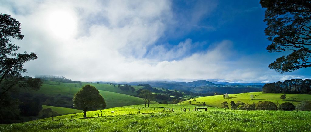 Green and gorgeous in Dorrigo