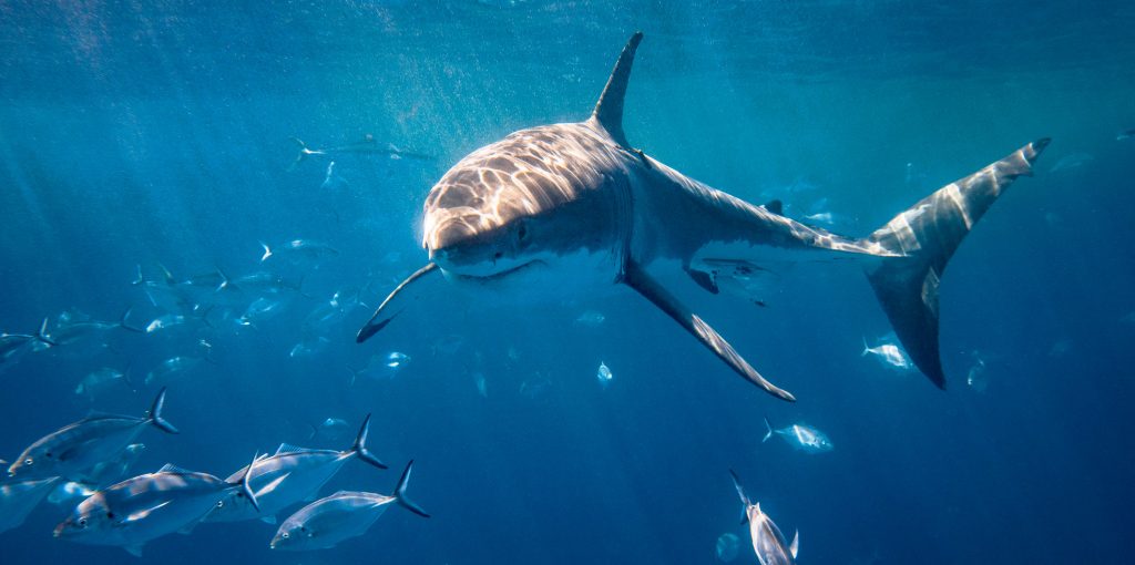 A White Shark on the move 