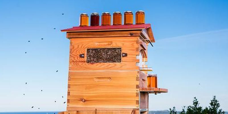 Flow Hive Taster