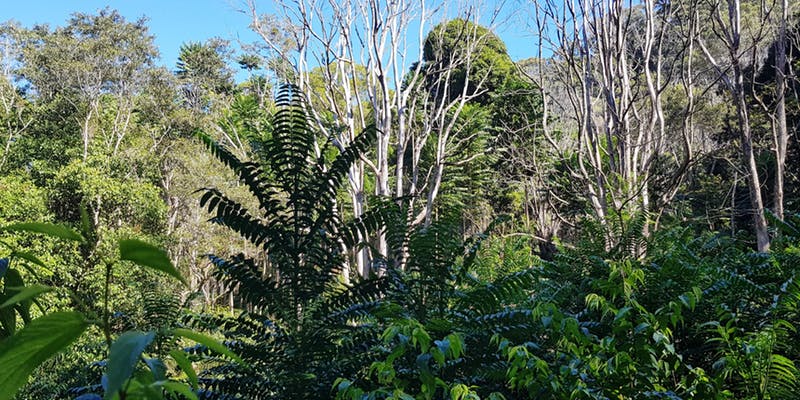 Restoring Rainforests Field Day