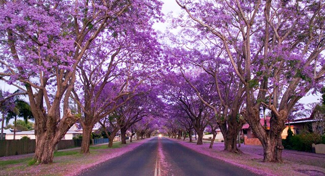 Grafton Jacaranda Festival