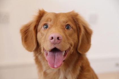 Bowen therapy for dogs