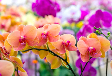 Spring Orchid Show and Garden Expo