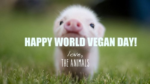 World Vegan Day – Love Dining Byron Bay