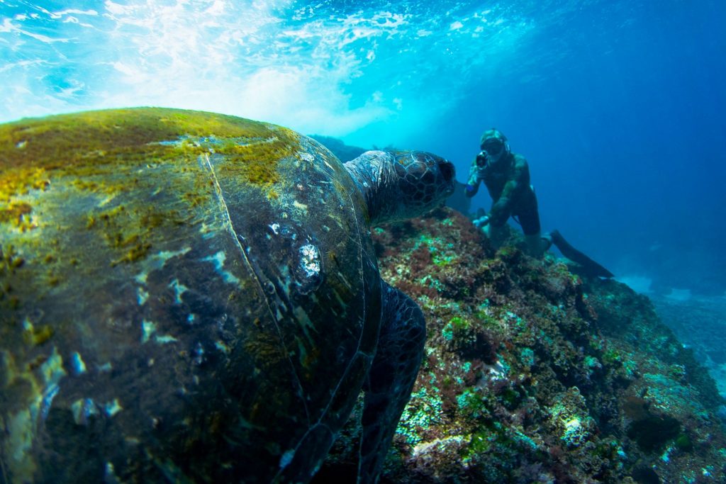 Best Dive Spots on the NSW North Coast