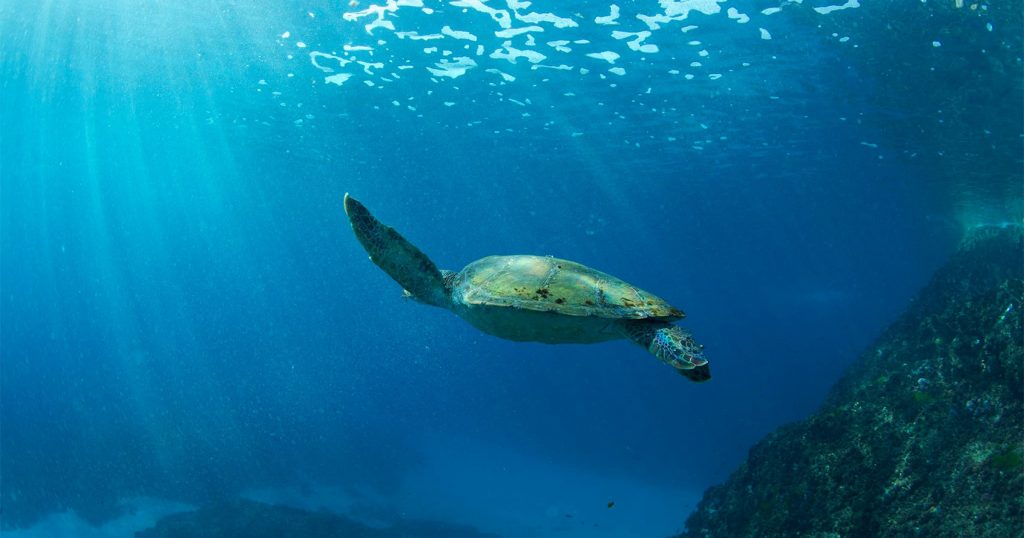 Kayaking in Byron Bay with Go Sea Kayak