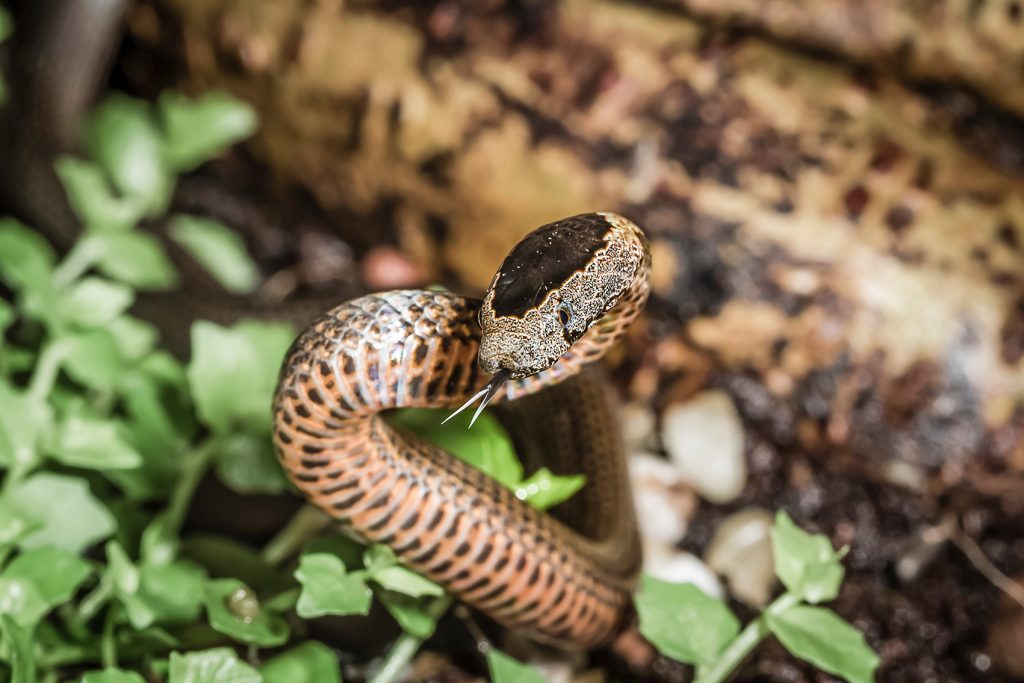 Snakes this Summer – The Dos and Don’ts