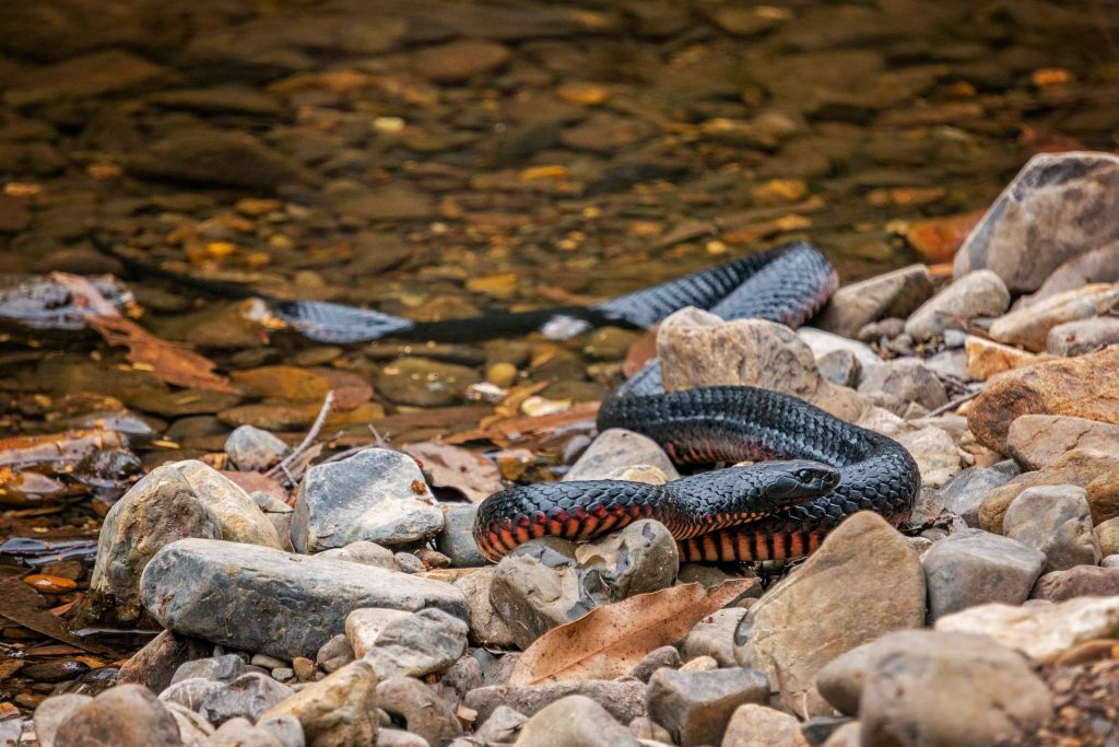 Snakes this Summer – The Dos and Don’ts