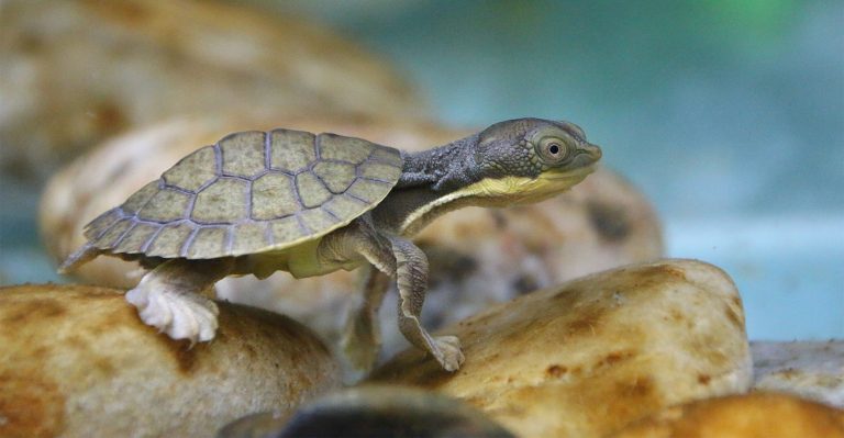 Saving the freshwater Bellinger River Snapping Turtle | Coastbeat