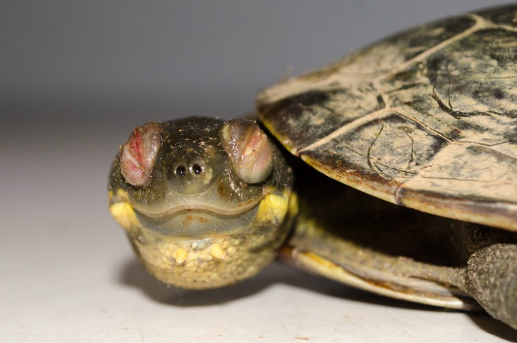 Saving the freshwater Bellinger River Snapping Turtle from extinction