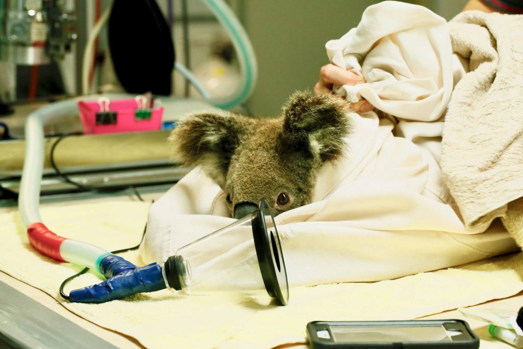 Overwhelming support for the Koala Hospital in Port Macquarie following catastrophic bushfires