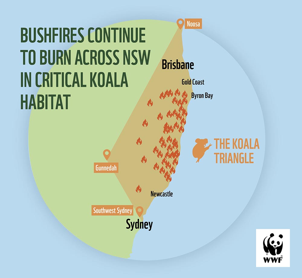 Overwhelming support for the Koala Hospital in Port Macquarie following catastrophic bushfires