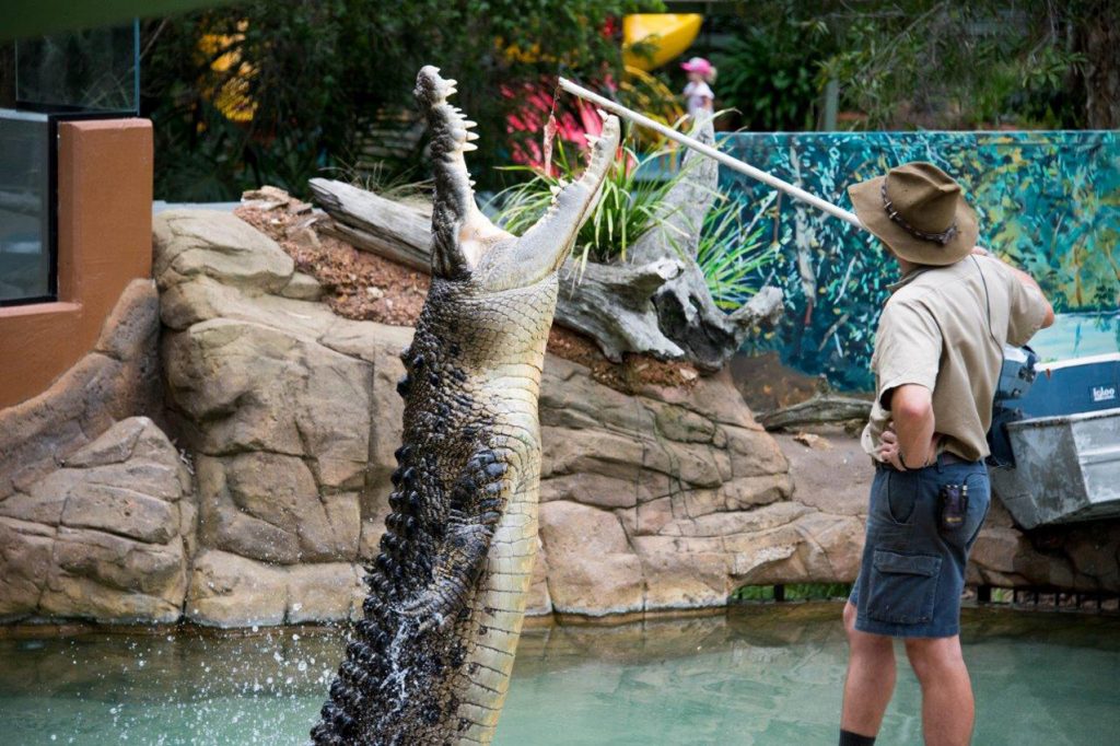 Shrek the crocodile is one of the biggest stars at Billabong Zoo in Port Macquarie. 