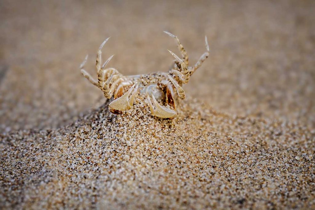 Marine creatures gallery - Sand bubbler crab (or sand-bubblers)