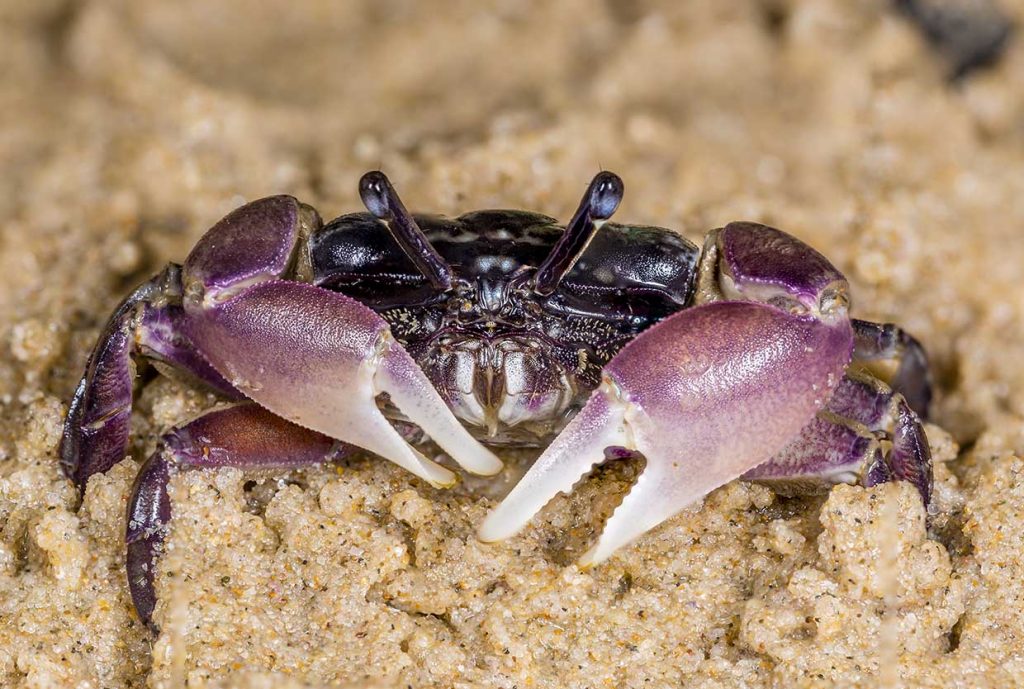Marine creatures gallery - Purple Fiddler crab