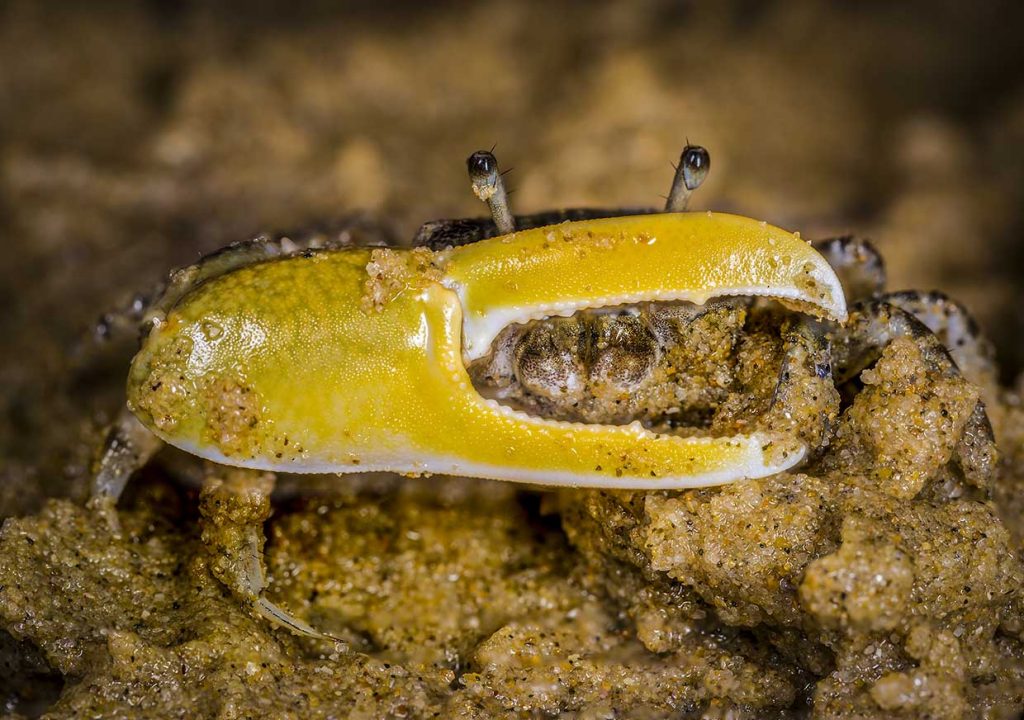 Marine creatures gallery - Yellow-clawed fiddler crab