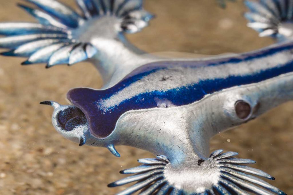 Marine creatrues gallery - Blue Sea Dragon or Blue Glaucus