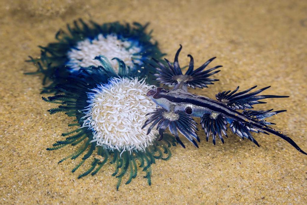 A Blue Button being attacked by a Blue Sea Dragon 