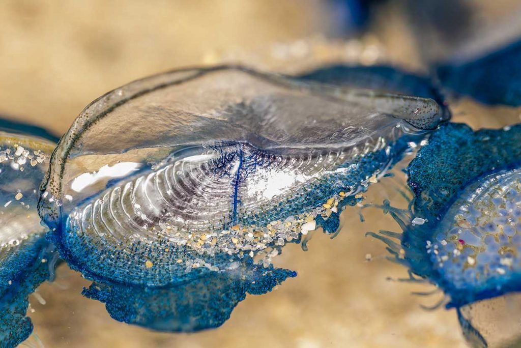 Velella