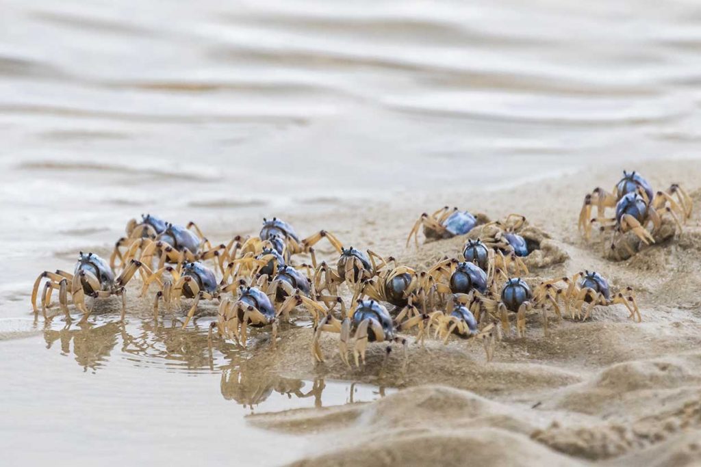 Soldier crabs