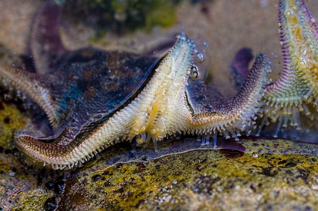 Under the Sea – a photo gallery of amazing marine creatures of the coast