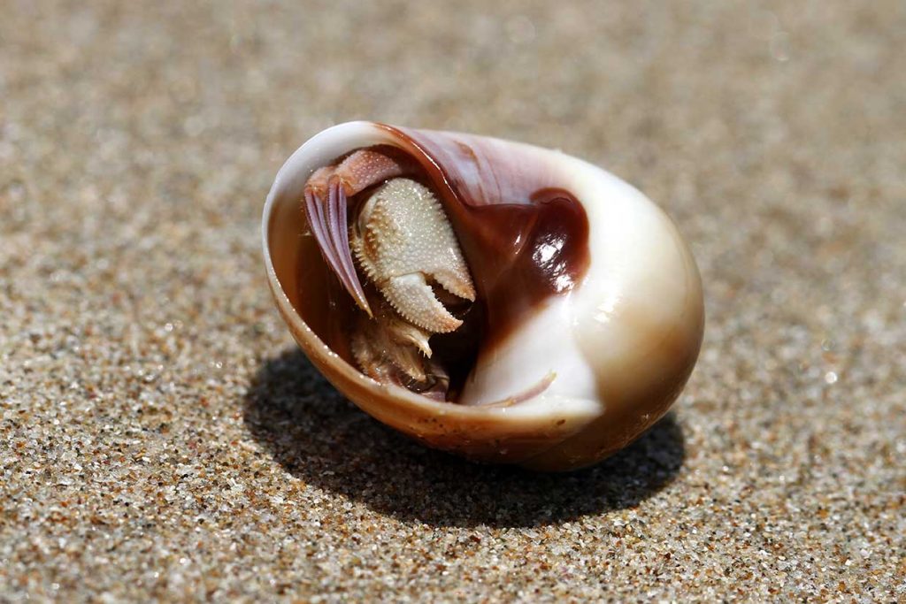 Marine creatures gallery - Hermit crab