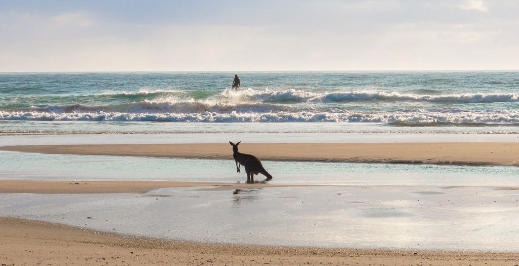 An eastern grey observes a surfer. The main campground has several beach access points. Image by Paul van den Boom
