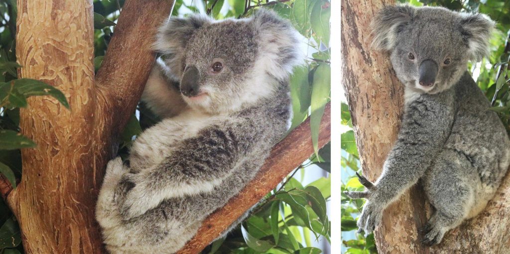 Magoo and Peta the koalas. 