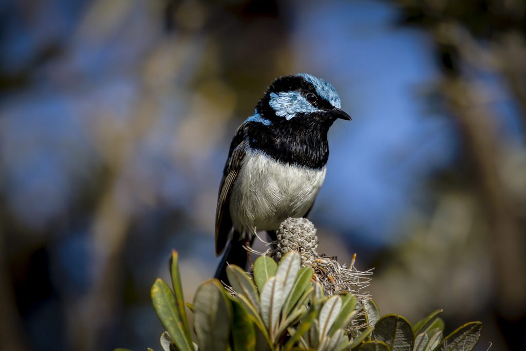 Yuraygir National Park is home to beautiful bird life. Superb fairy wren image by Norm Farmer 