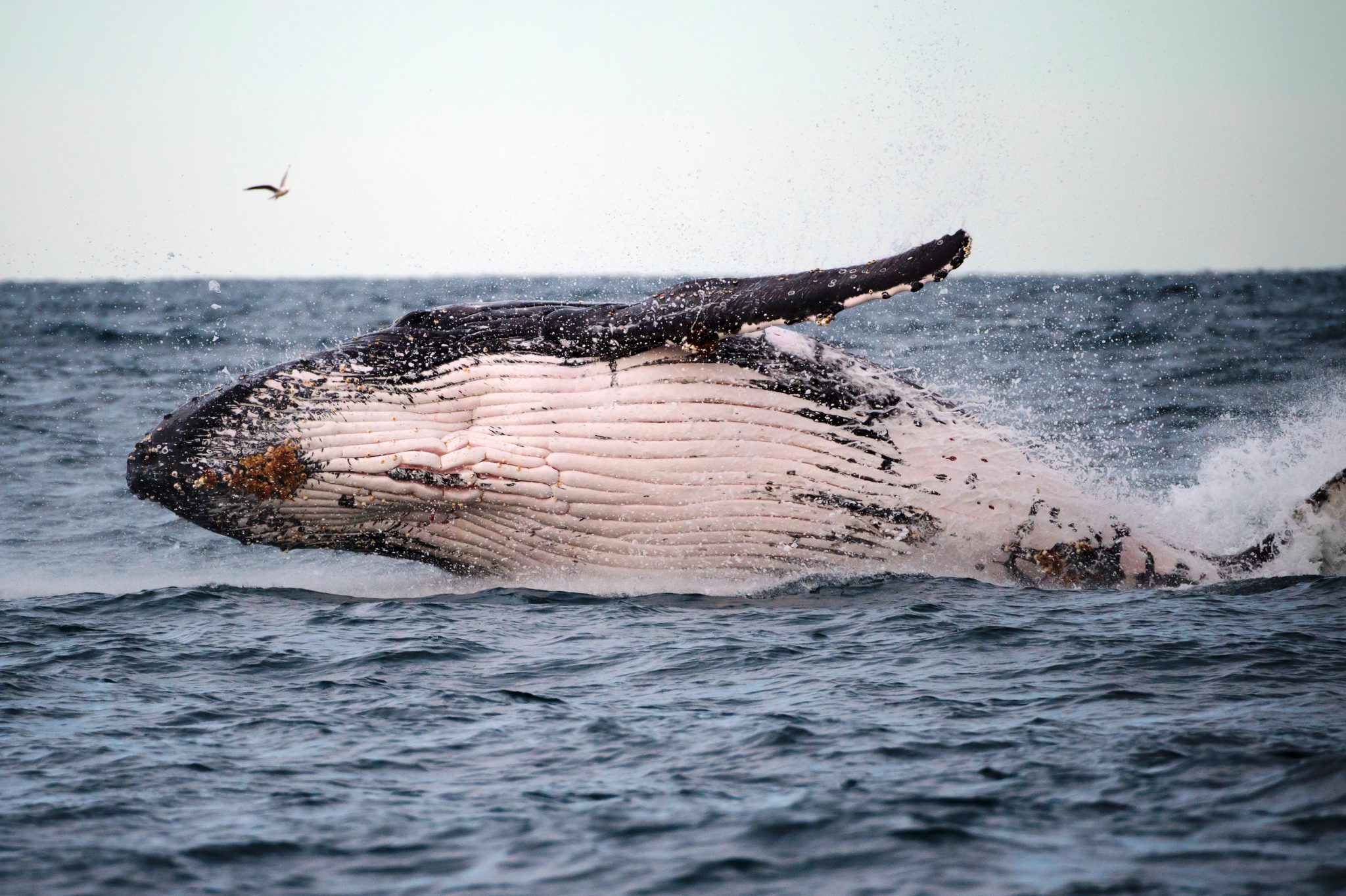 A humpback at play in the Solitary Islands Marine Park.