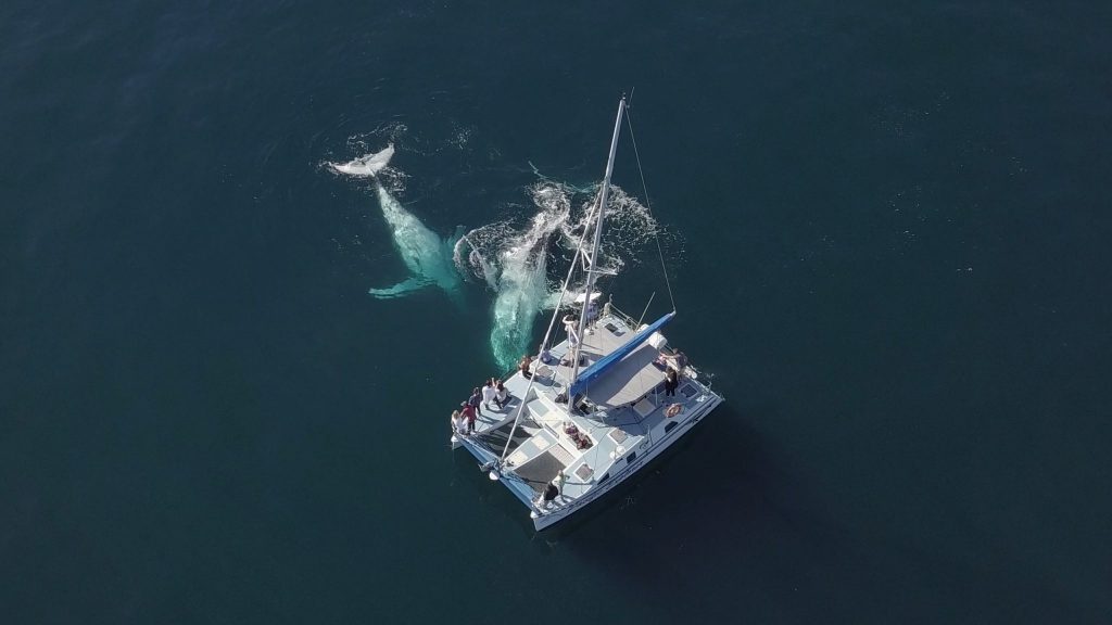 This aerial shot depicts just how inquisitive whales can be. Image courtesy of Coffs Harbour's Whale Watching Experience 