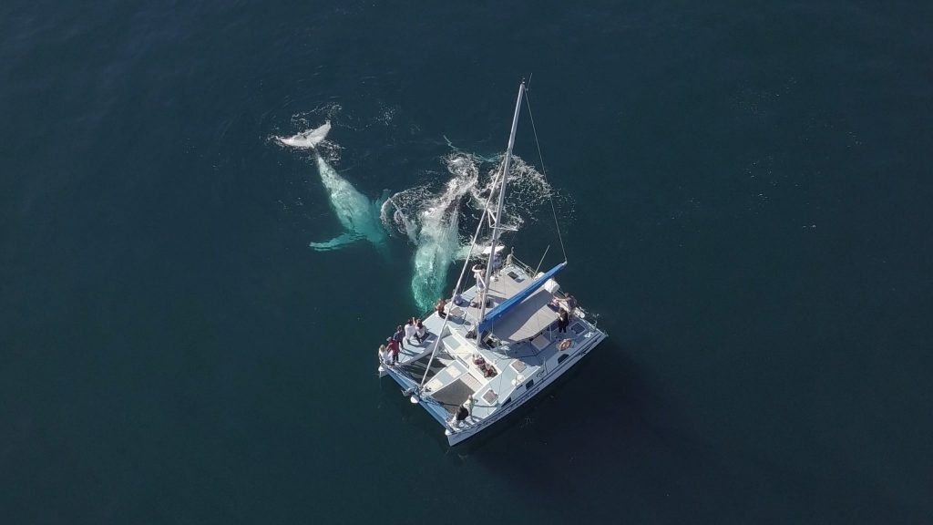 A Three-Day Whale Watching Adventure