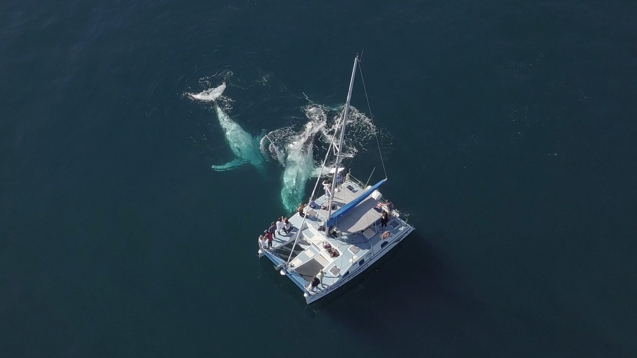 Humpback Haven – whale watching on the NSW North Coast | Coastbeat 