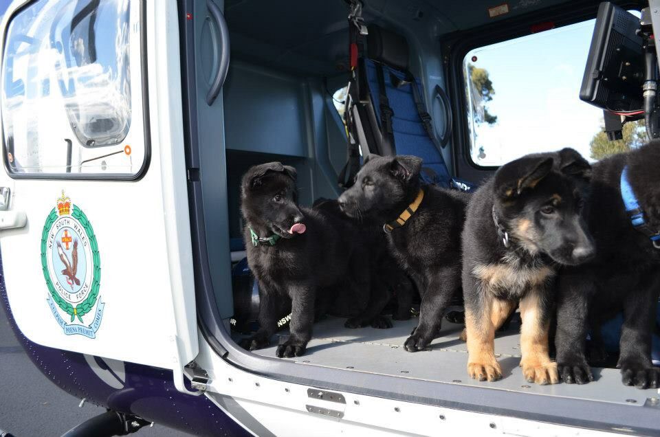 Future crime fighters from the NSW Police Dogs Unit. Image courtesy of NSW Police Force. Aren't these the cutest puppies ever. 