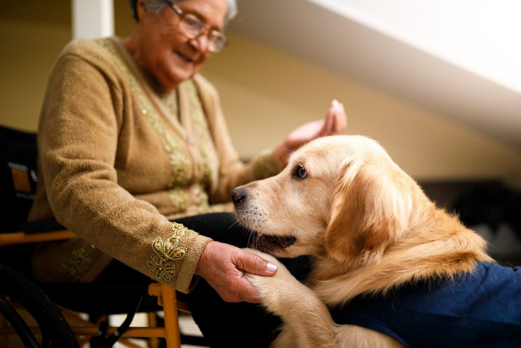 The assistance dogs training is unique. 