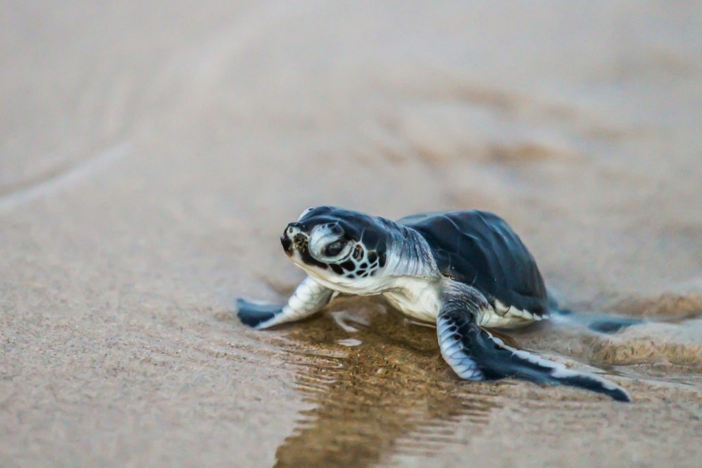 Support the North Coast’s Unique Species on World Turtle Day