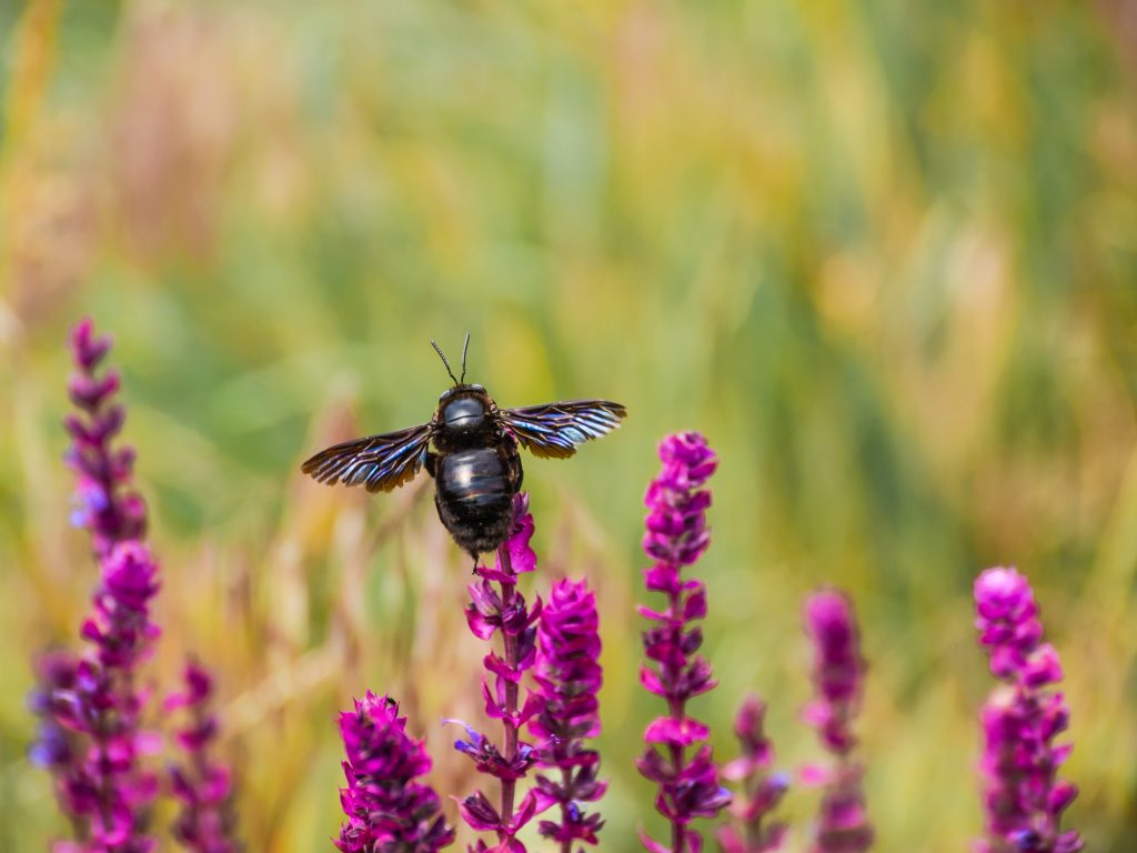 More Australian Native Bees: meet the Great Carpenter Bees (Xylocopa)!