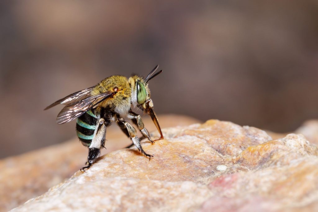 Blue Banded Bee (Amegilla) 