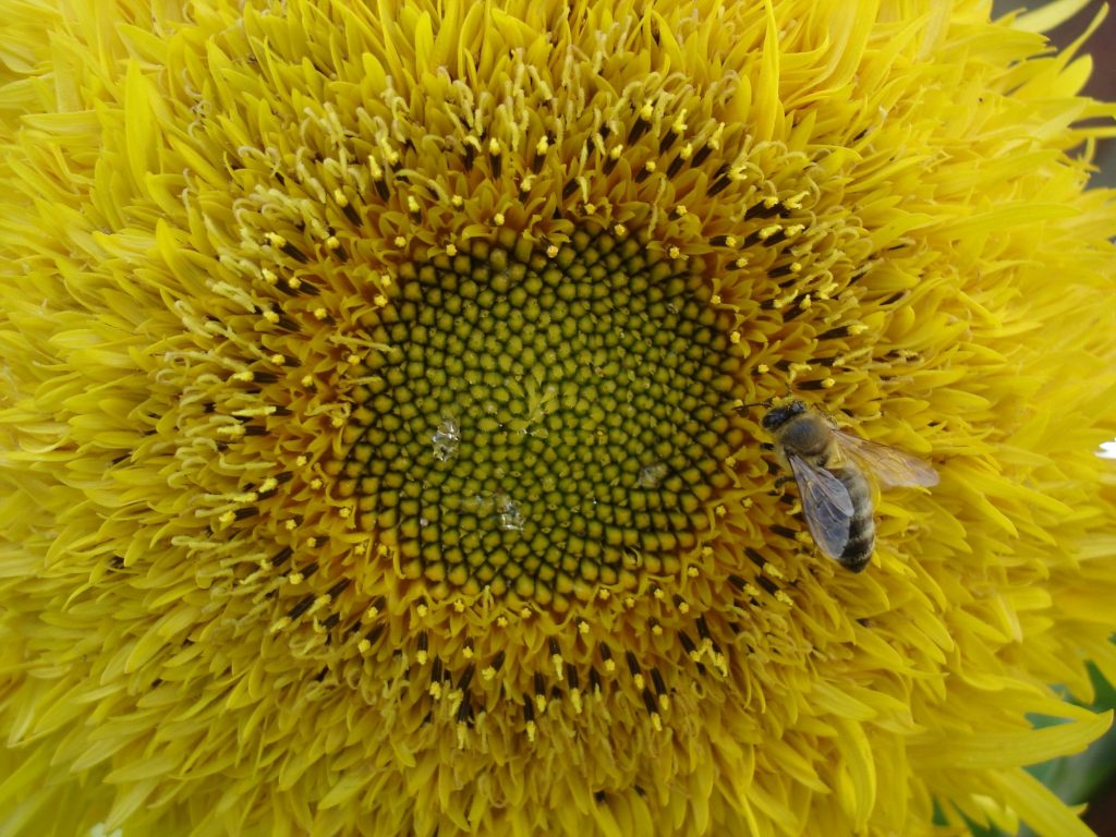 Teddy Bear Bee (Amegilla) is one of Australina Native Bees. 