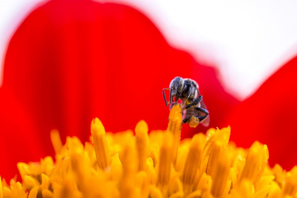 Stingless Social Bee