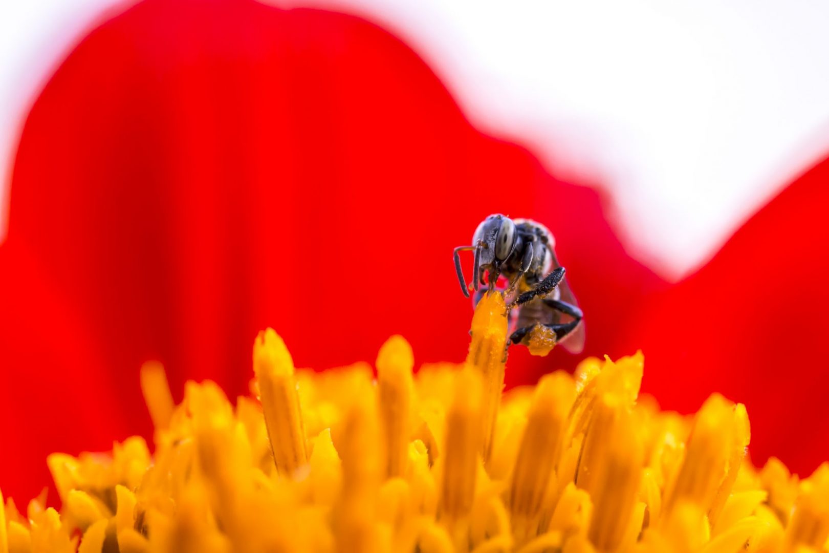 A Few Fun Facts About Pollen