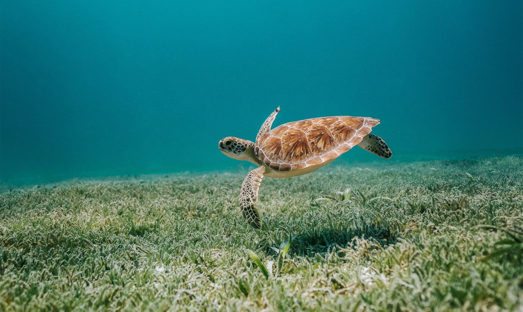 Support the North Coast’s Unique Species on World Turtle Day