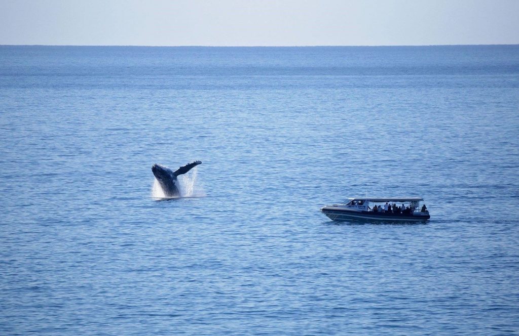 whale watching