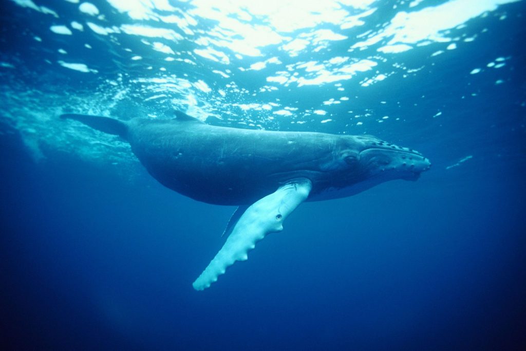 whale trust australia