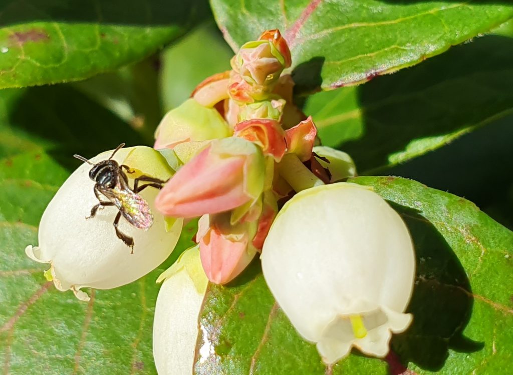 australian native bees pollinating blueberries