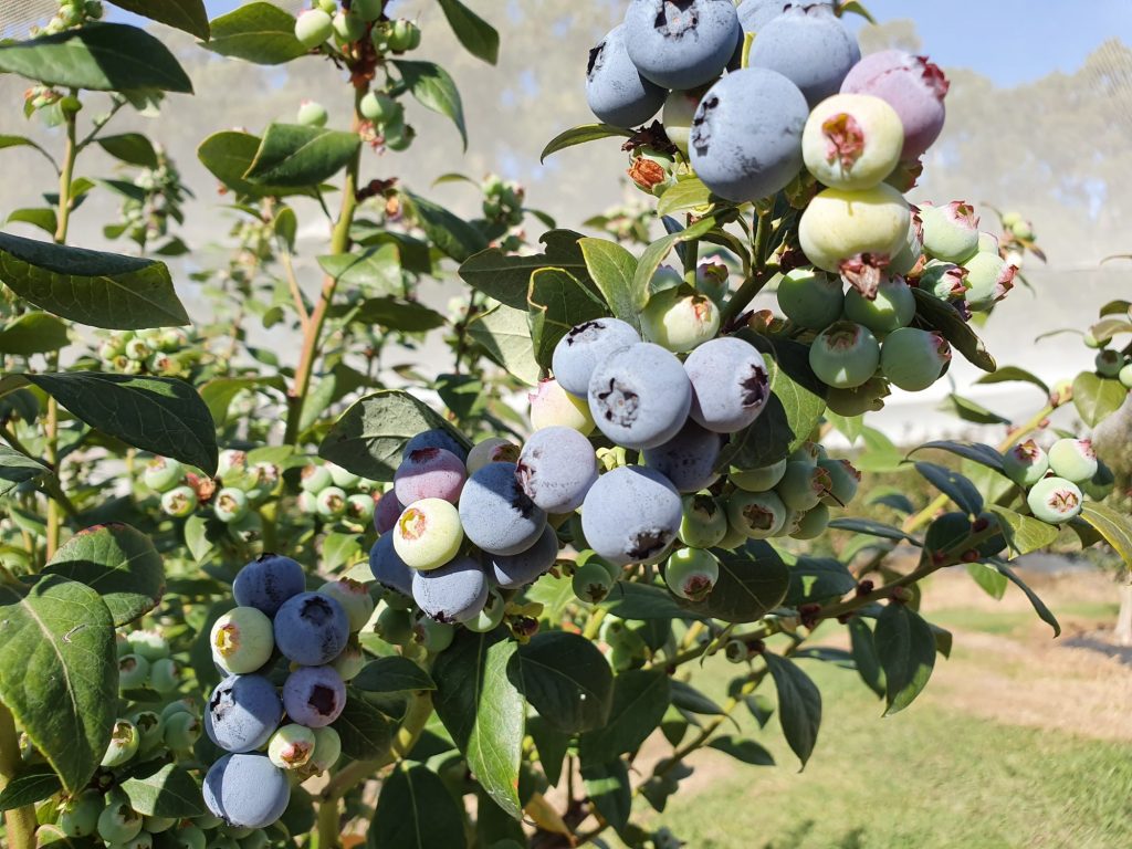 bluberry ready for picking