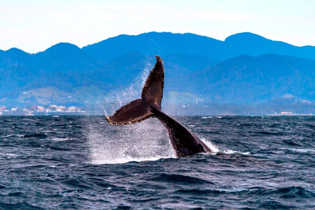 whale swimming