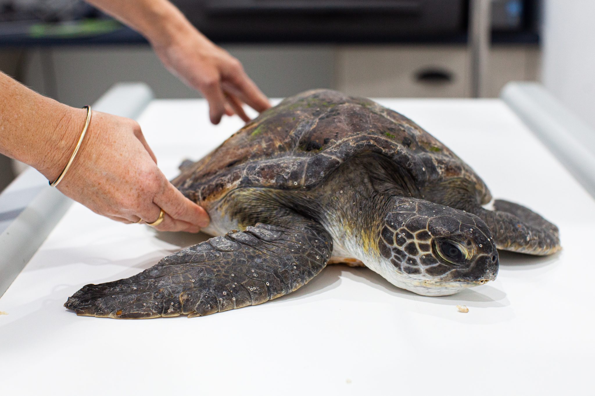 A Mobile Wildlife Hospital For The North Coast And Beyond