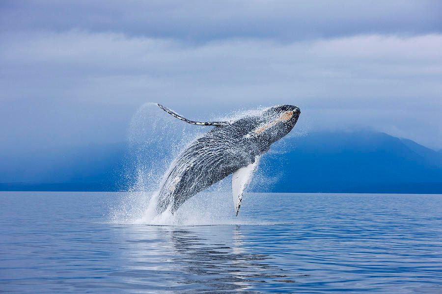 humpback high five